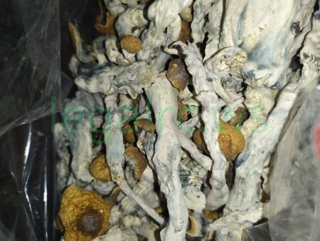 Псилоцибиновые грибы Golden Teacher.jpg